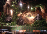 Rainforest cafe